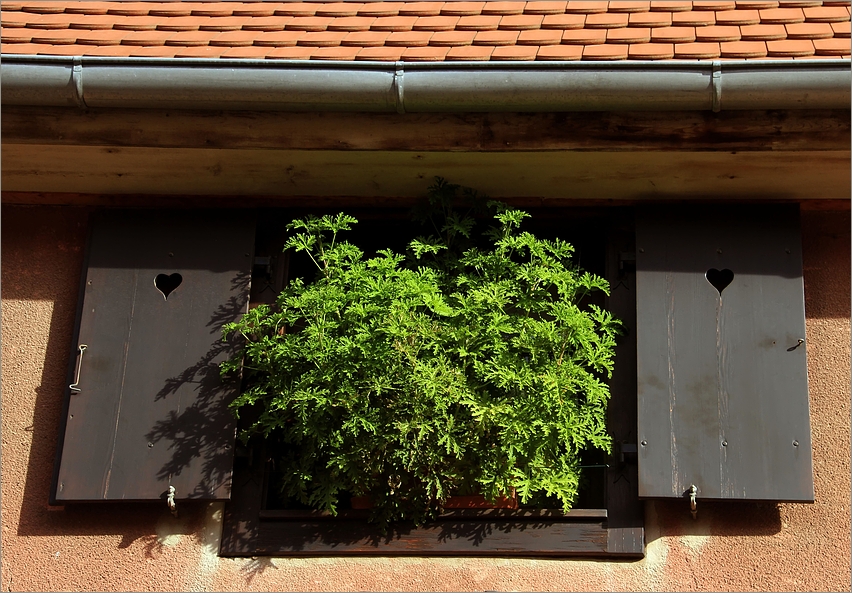 Grüner Daumen im Elsass 1