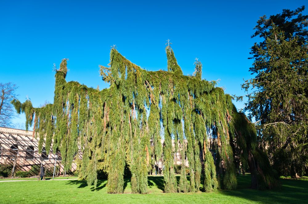 Grüner Dino in Karlsruher Schlosspark