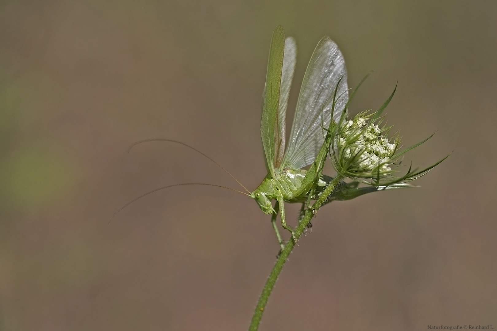  Grüner Drache