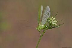  Grüner Drache