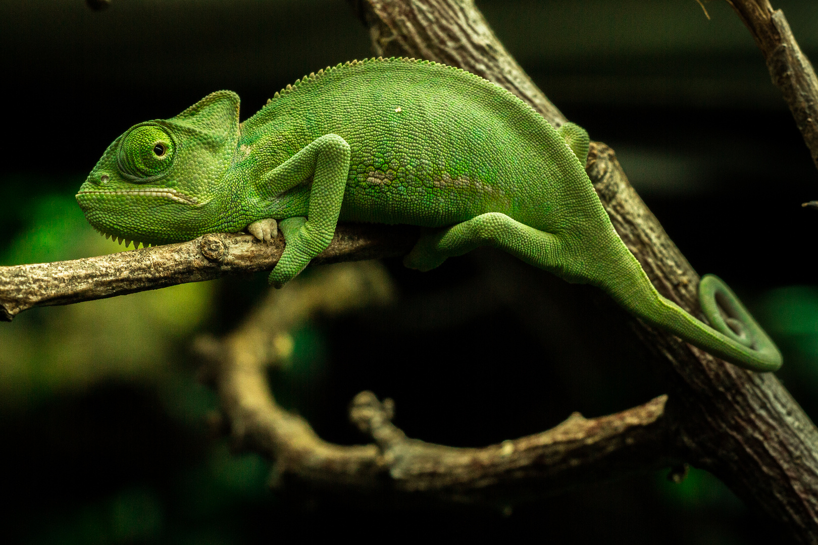 Grüner Drache I