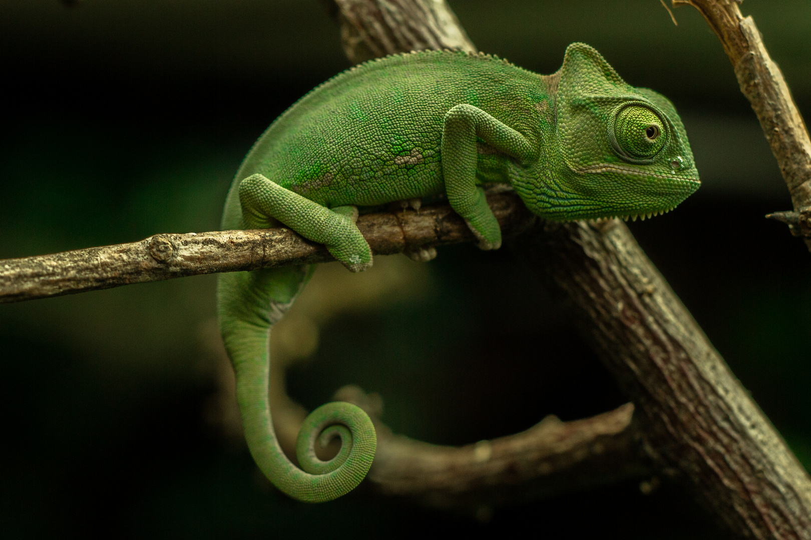 Grüner Drache II