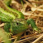 Grüner Drache - Zauneidechsenmännchen 