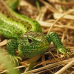 Grüner Drache - Zauneidechsenmännchen 