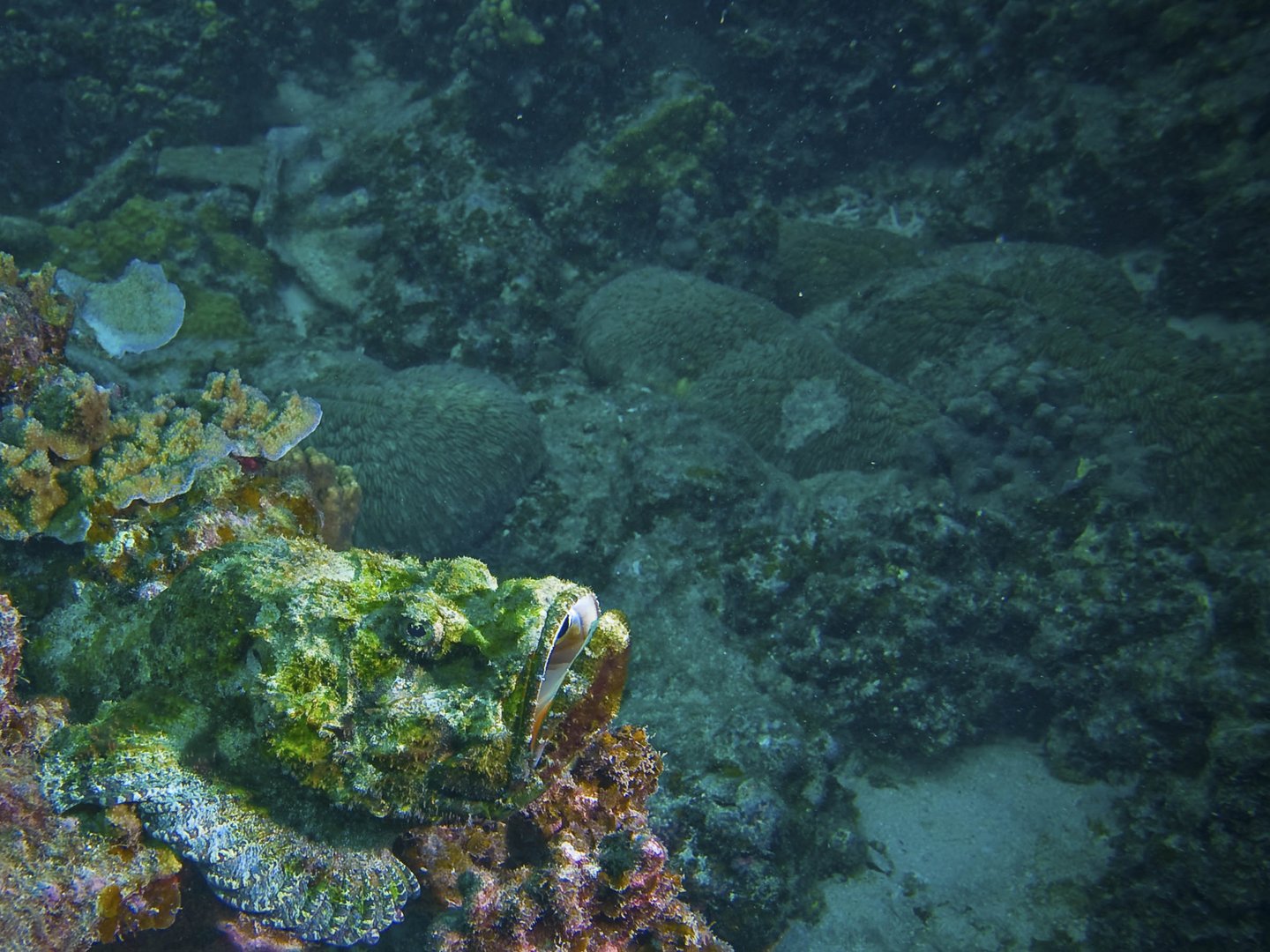 Grüner Drachenkopf im Ningaloo Reef