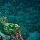 Grüner Drachenkopf im Ningaloo Reef