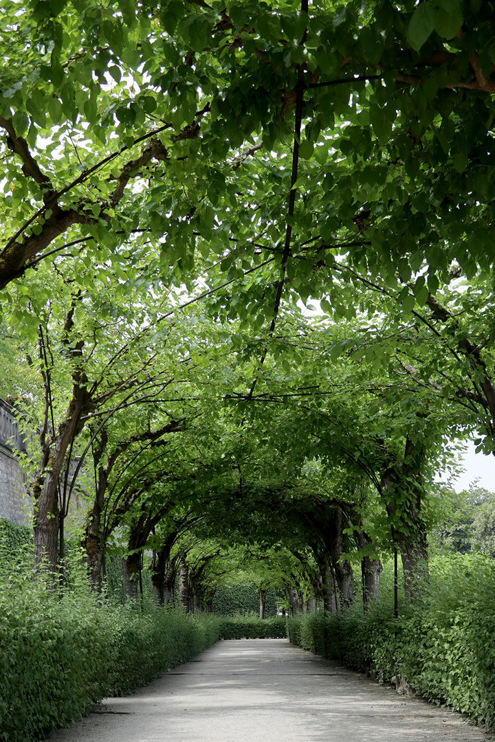 Grüner Durchblick 