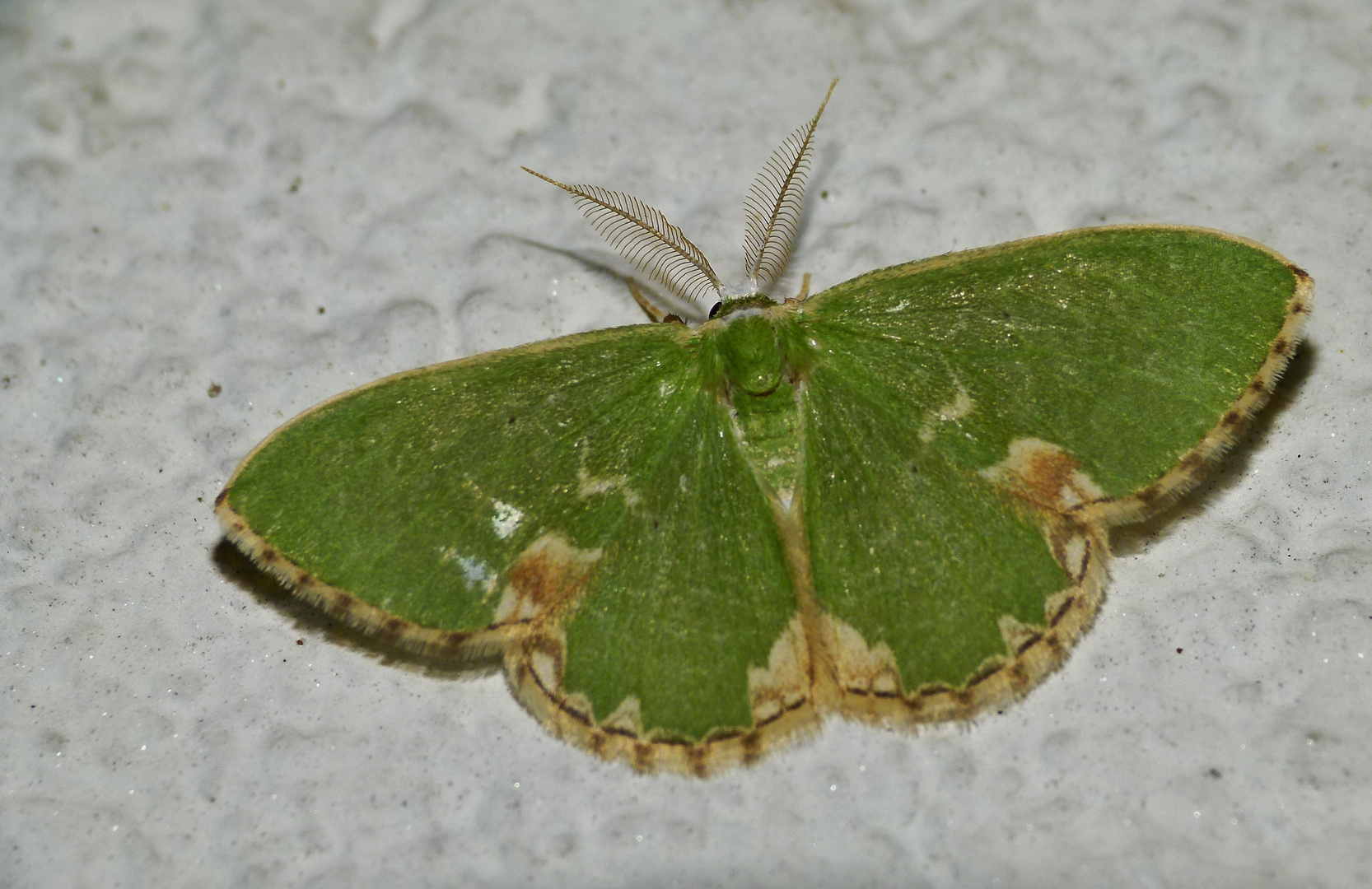 Grüner Eichenwaldspanner (Comibaena bajularia)