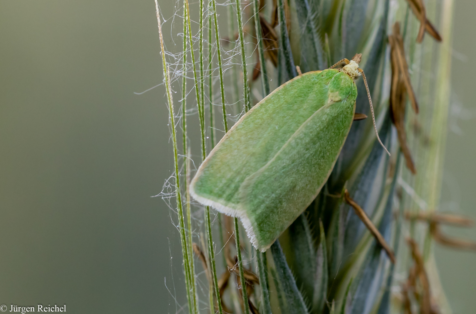 Grüner Eichenwickler ( Tortrix viridana ) 