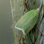 Grüner Eichenwickler ( Tortrix viridana ) 