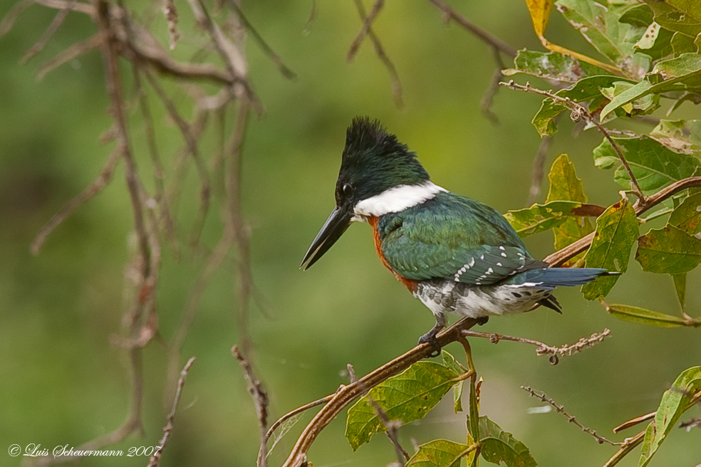 Grüner Eisvogel