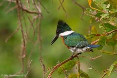 Grüner Eisvogel