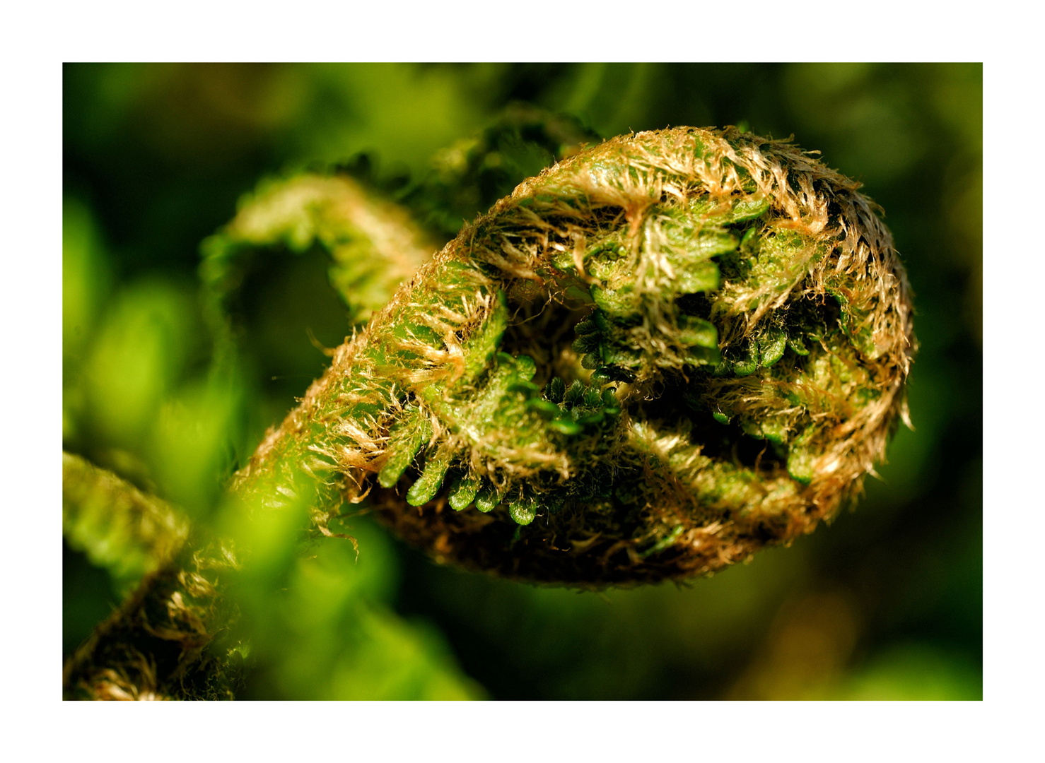 Grüner Entfaltungsprozess