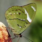 grüner Falter (unbekannt ).