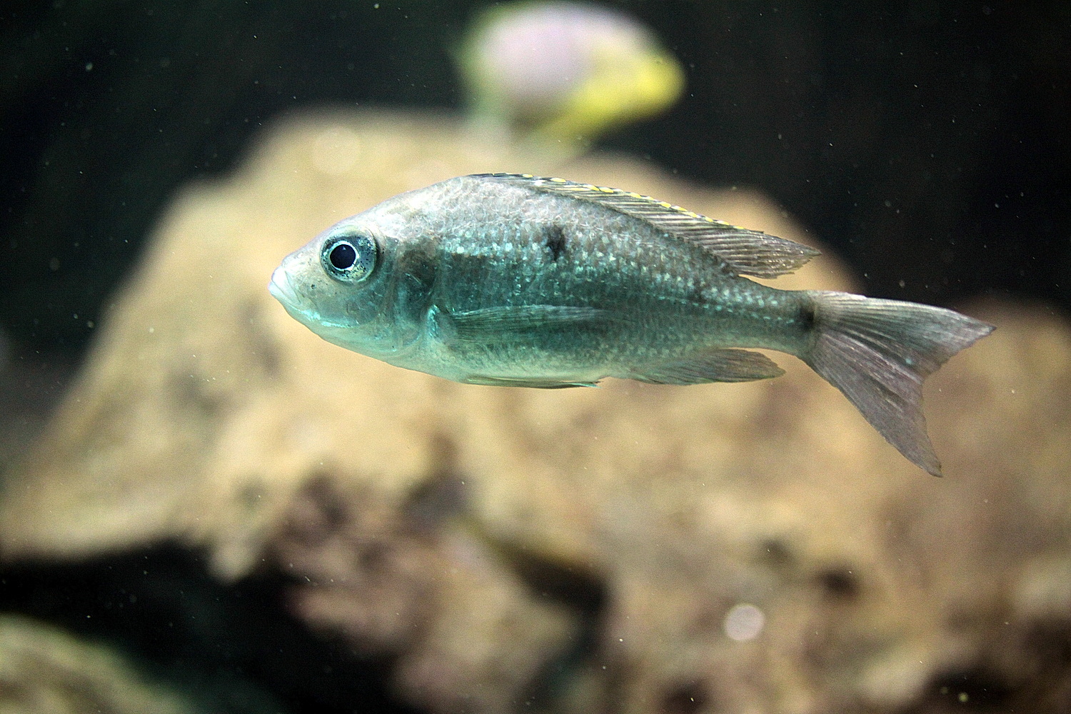 Grüner Fisch ohne Namen