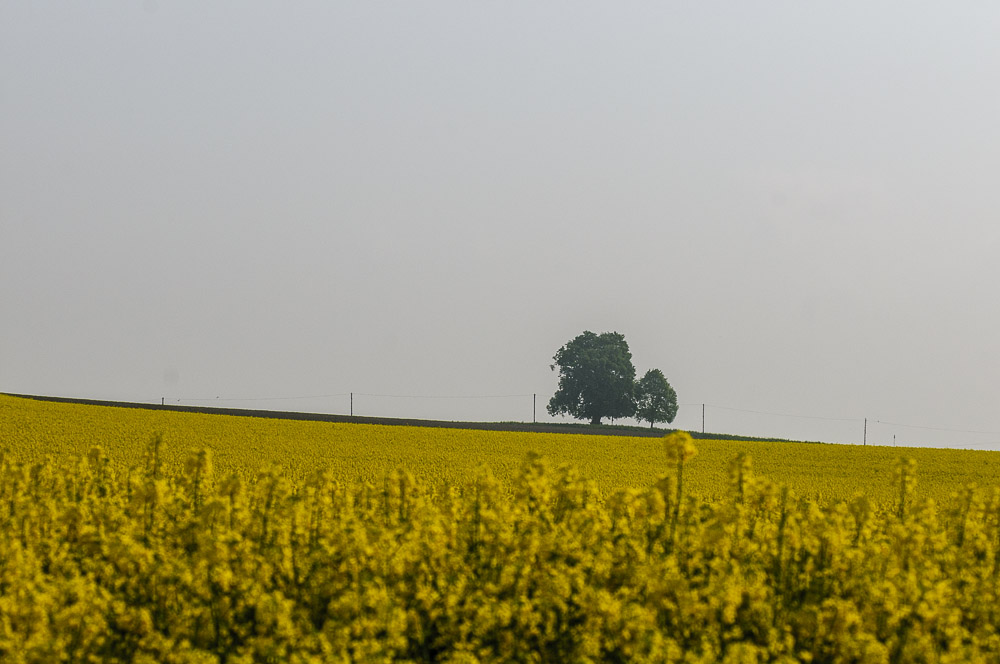 Grüner Fleck auf gelbem Grund