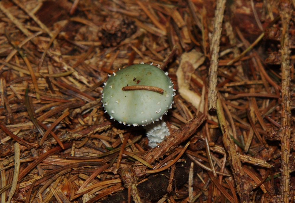 grüner Fliegenpilz (Grünspanträuschling)