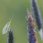 Grüner Flieger...