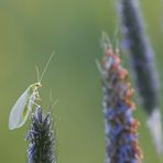 Grüner Flieger...