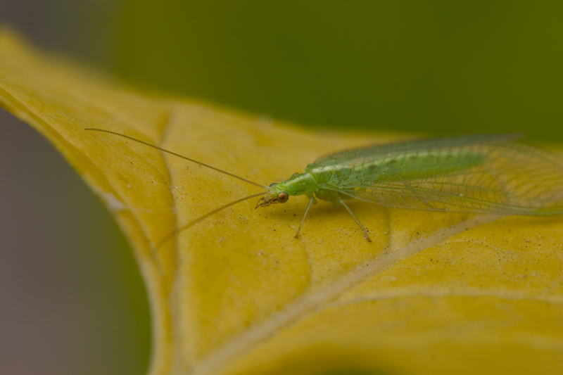 Grüner Freund