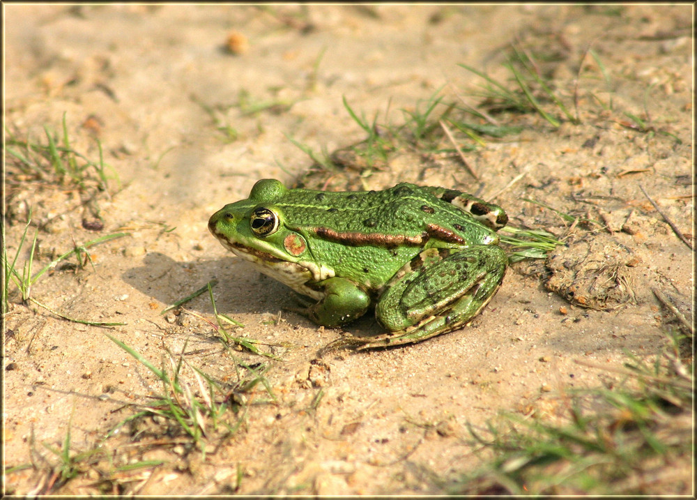 Grüner Frosch