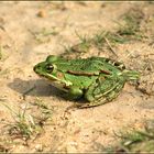 Grüner Frosch