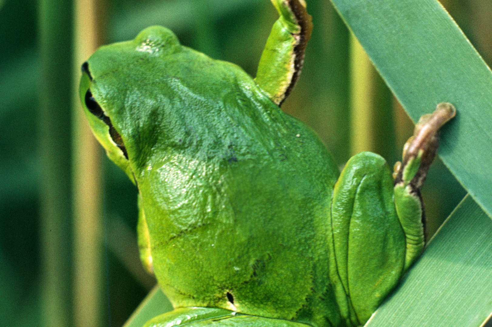 Grüner Frosch