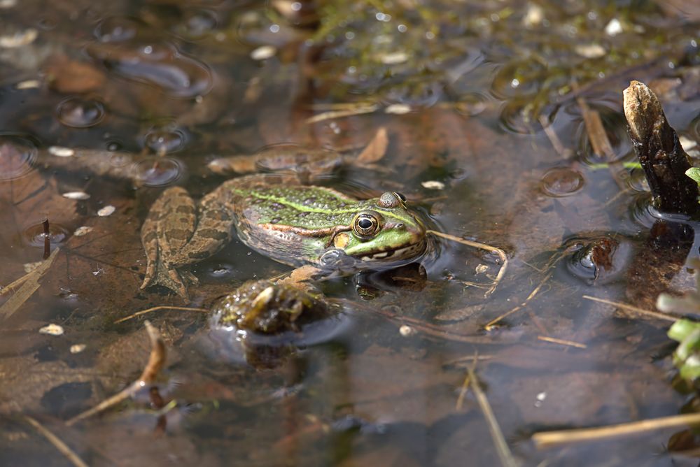 Grüner Frosch