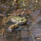 Grüner Frosch