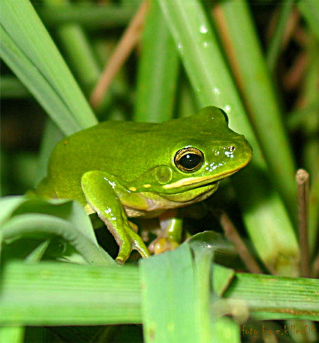 grüner Frosch