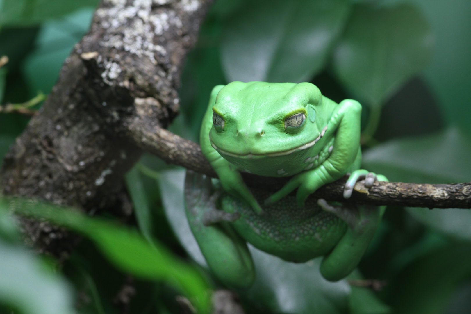 grüner Frosch