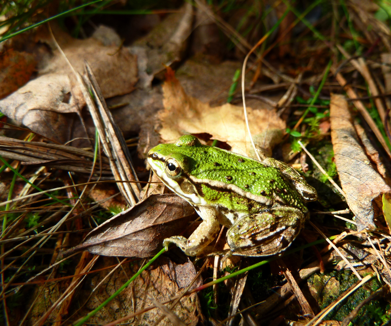 grüner Frosch