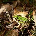 grüner Frosch