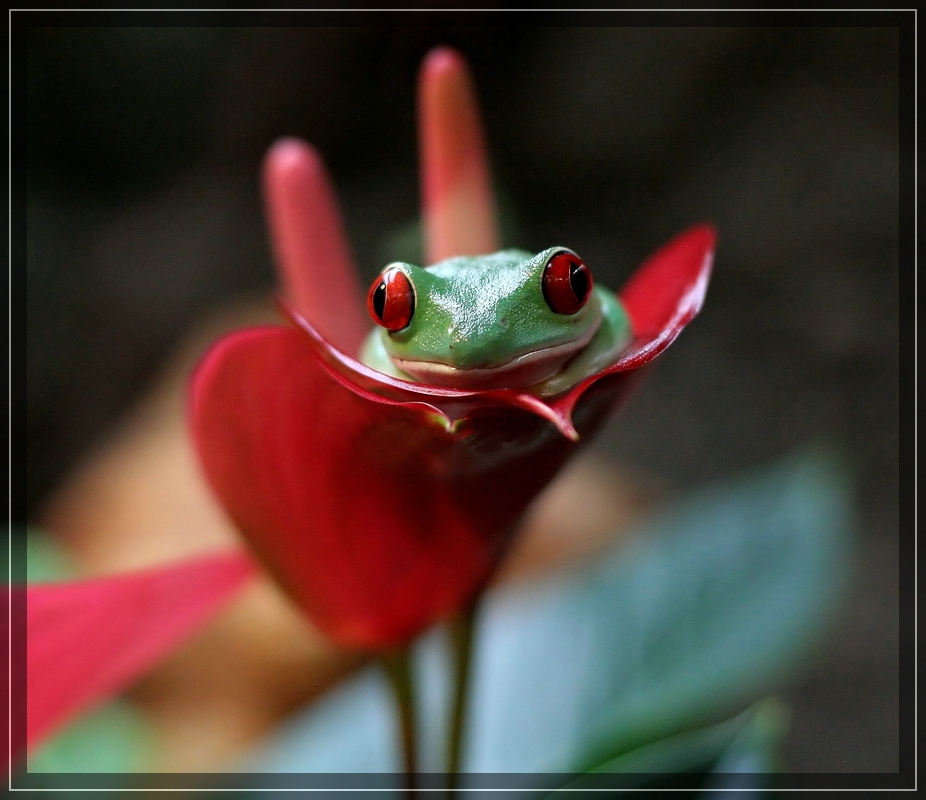 Grüner Frosch