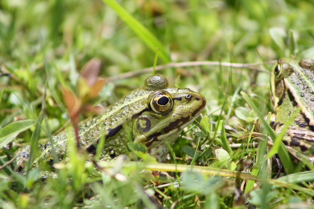 Grüner Frosch