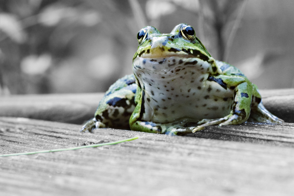 Grüner Frosch