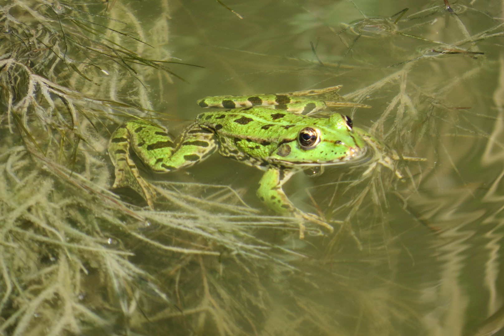 Grüner Frosch am Beobachten des Umfelds