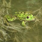 Grüner Frosch am Beobachten des Umfelds