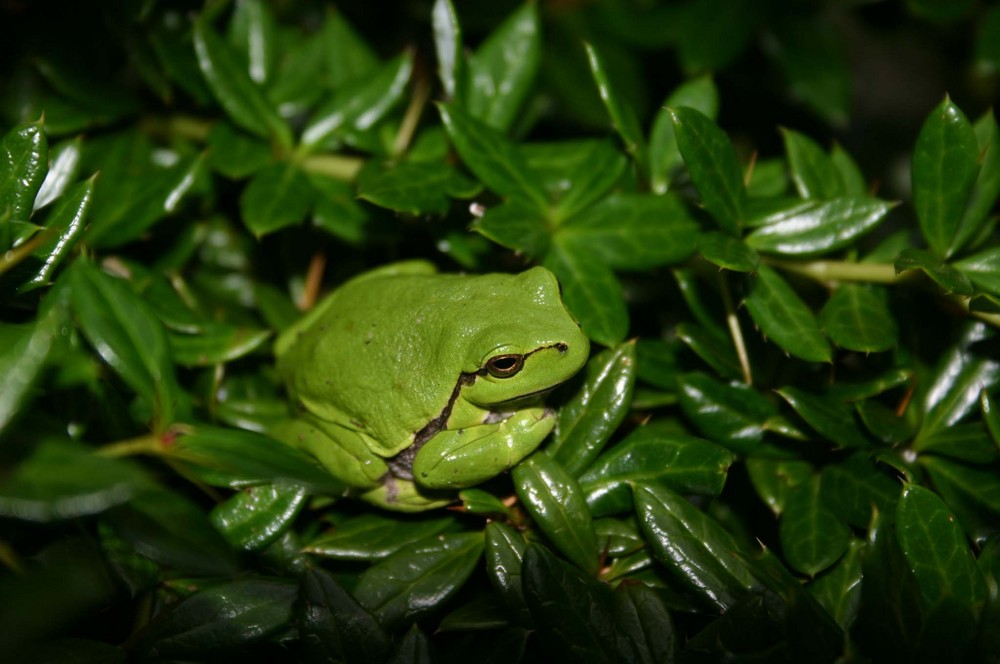 Grüner Frosch