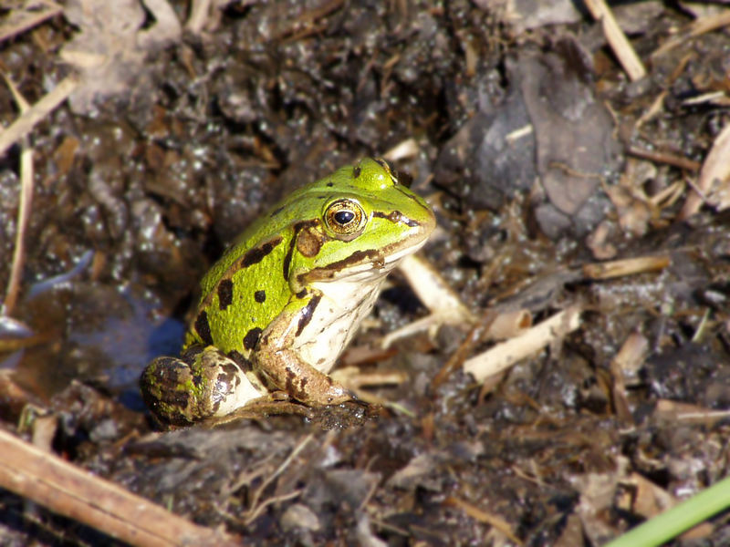 Grüner Frosch