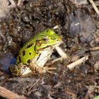 Grüner Frosch