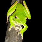 Grüner Frosch im Australischen Regenwald