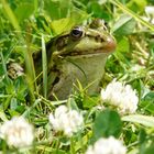 Grüner Frosch im grünen Gras..