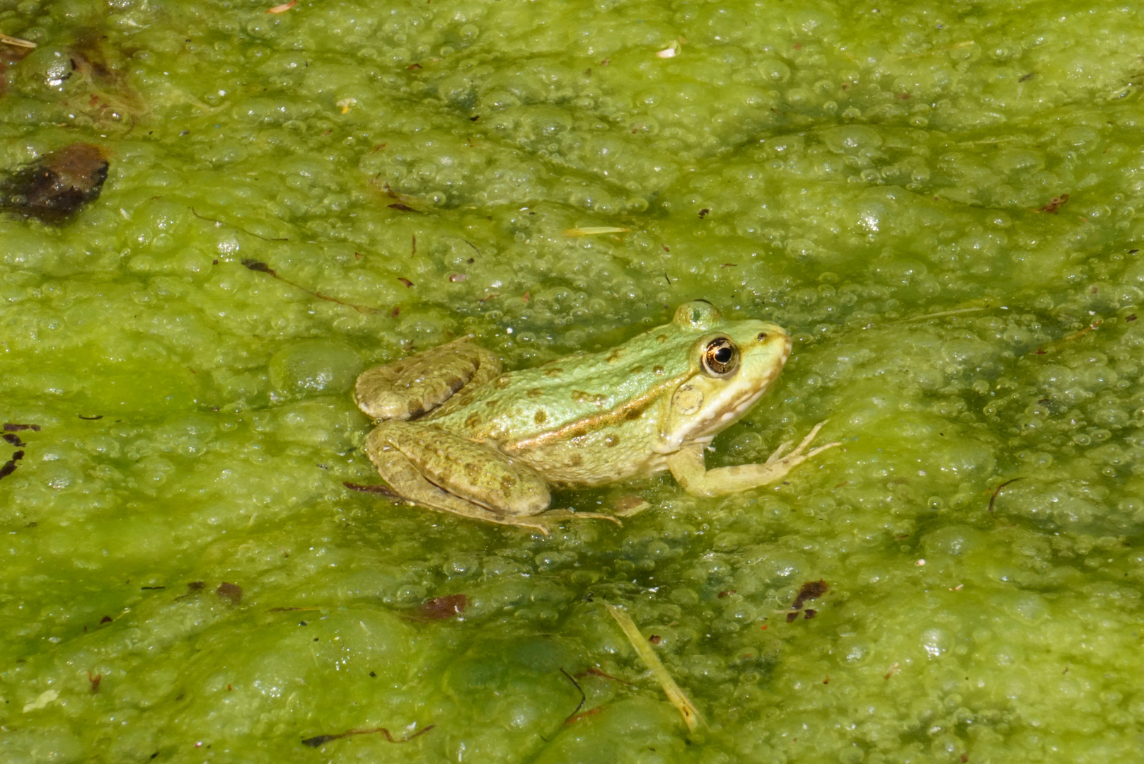 Grüner Frosch im grünen Wasser