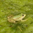 Grüner Frosch im grünen Wasser