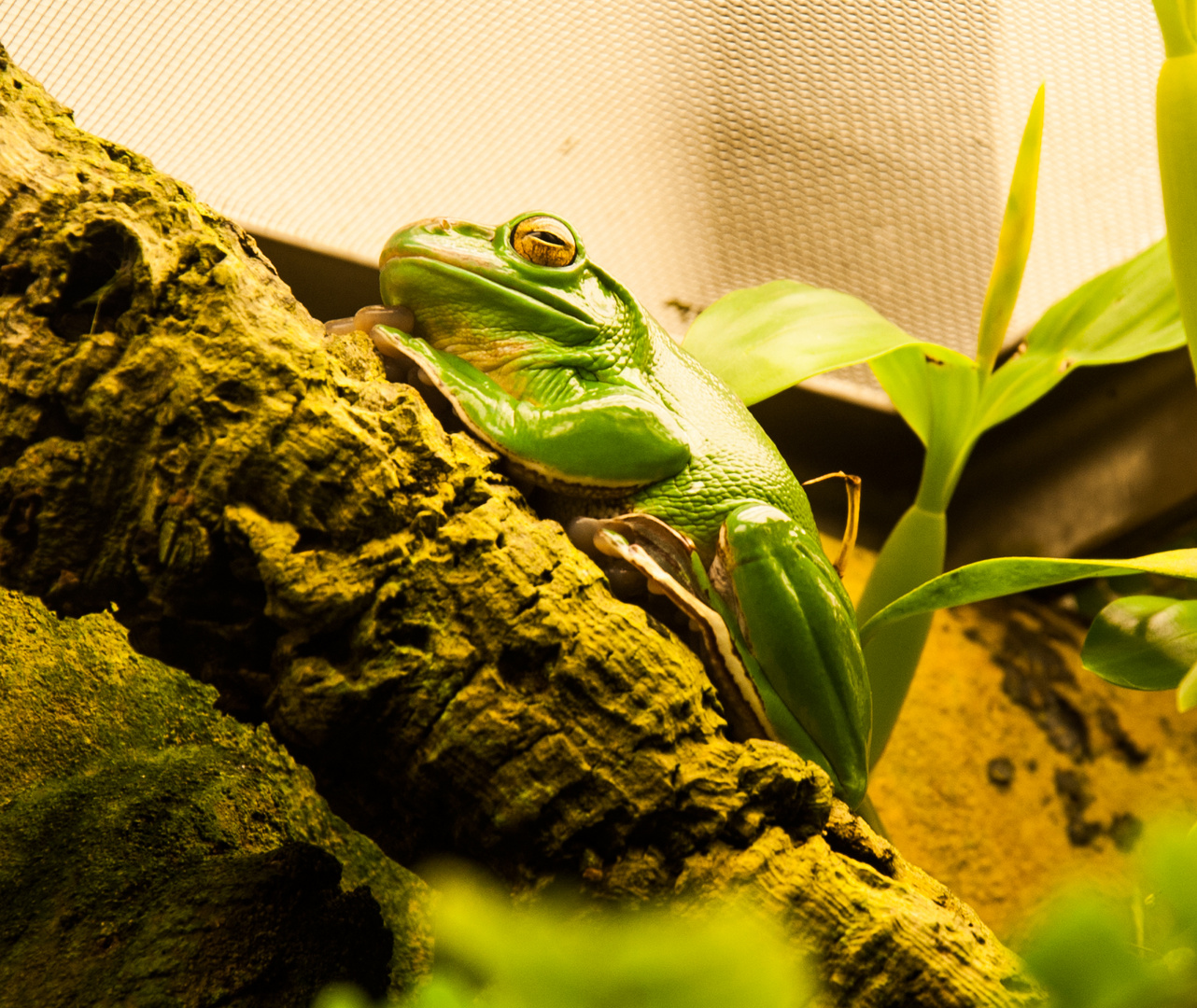 Grüner Frosch, Zoo Berlin