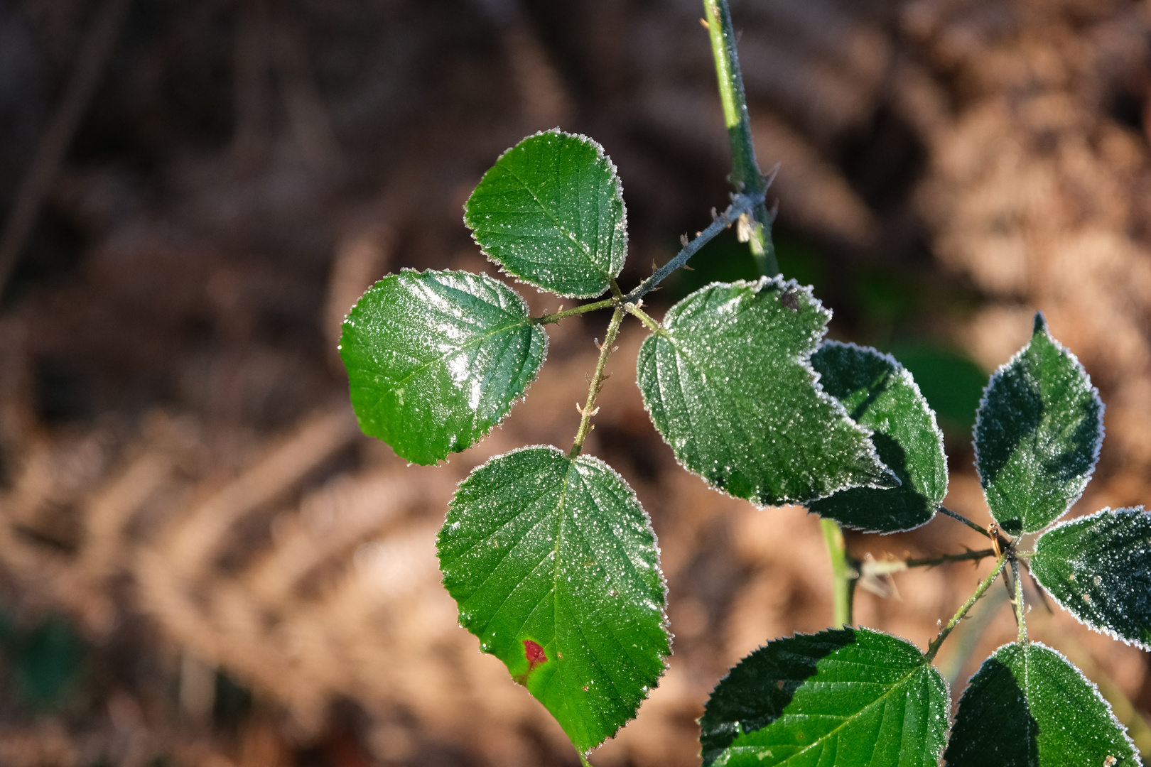 grüner Frost