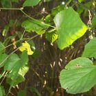 grüner, früher Herbst