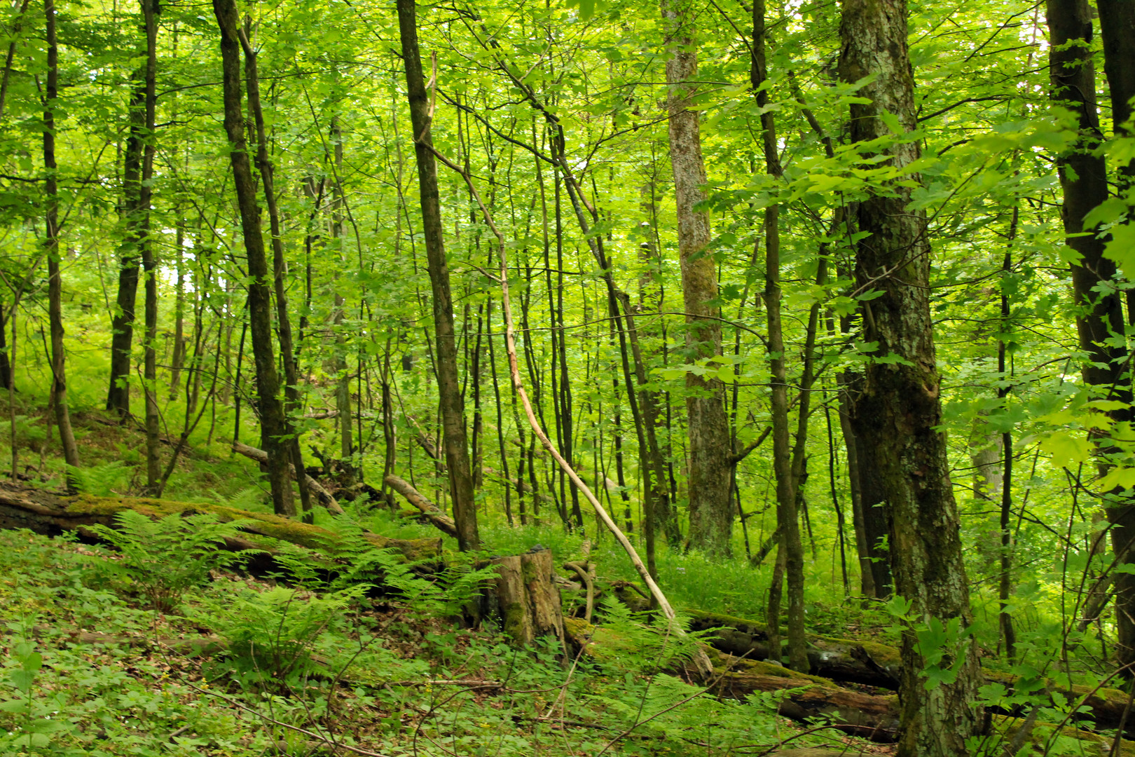 Grüner Frühling