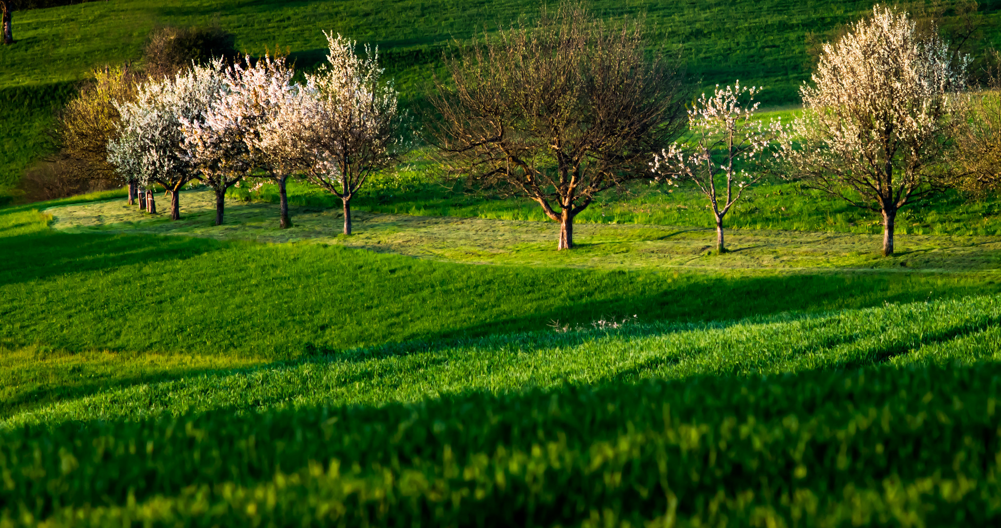 grüner Frühling